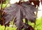 Acer platanoides 'royal red.jpg